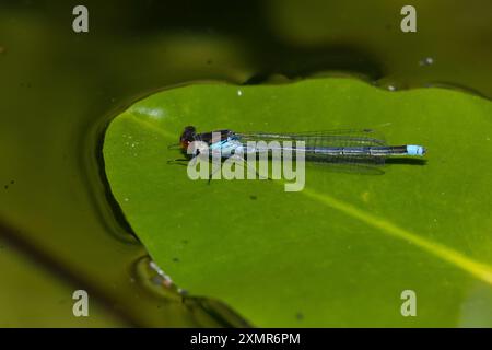 Großes Granatauge, großes Granatauge, Männchen, Erythromma najas, Agrion najas, Rotäugige Damselfliege, große Redeye, männlich, naiade aux yeux rouges Stockfoto