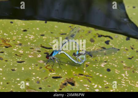 Großes Granatauge, Großes Granatauge, Paarung, Paar, Paarungsrad, Kopulation, Kopula, Männchen und Weibchen, Erythromma najas, Agrion najas, rote Augen Stockfoto