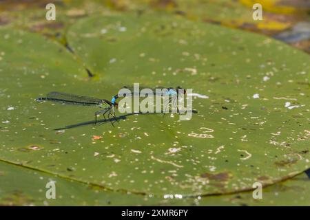 Großes Granatauge, Großes Granatauge, Granatauge, Paarung, Kopulation, Paar, Tandem, Männchen und Weibchen, Erythromma najas, Agrion najas, rote Augen Stockfoto