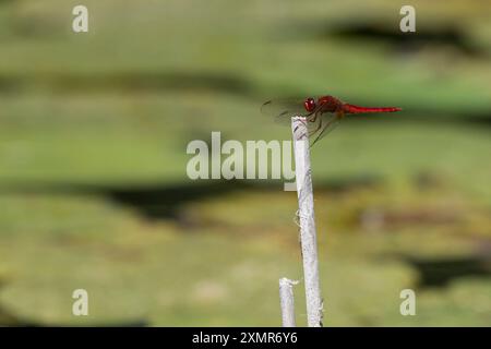 Feuerlibelle, Männchen, westliche Feuerlibelle, Feuer-Libelle, Crocothemis erythraea, Croccothemis erythraea, breiter Scharlach, gemeinsamer Scharlach-Darter, s.c. Stockfoto