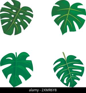 Vier unterschiedlich gestaltete Illustrationen von grünen Monstera deliciosa Blättern isoliert auf weißem Hintergrund Stock Vektor