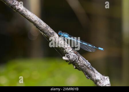 Becherjungfer, Gemeine Becherjungfer, Becher-Jungfer, Becher-Azurjungfer, Becherazurjungfer, Azurjungfer, Männchen, Enallagma cyathigera, Enallagma cy Stockfoto