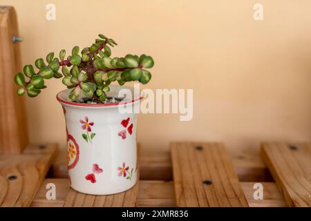 Portulacaria afra Tricolor oder Reverse Variegation Rainbow Bush Sukkulenten Pflanze in einem handbemalten dekorativen Keramiktopf Stockfoto