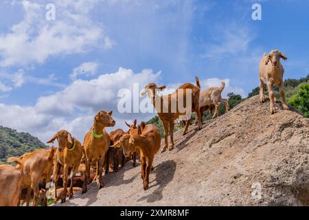 Granada, Spanien: 19. April 2024: Ziegen auf einem Bauernhof in Andalusien, Granada, Spanien Stockfoto