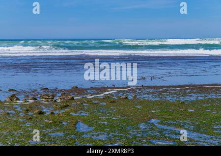 Vögel am Praia do sul Beach, Ericeira, Sintra, Lissabon Küste, Portugal Stockfoto