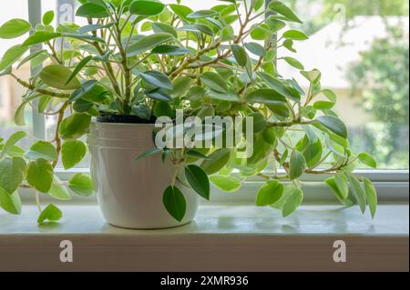 Indoor Cupid Peperomia Pflanze in einem weißen Blumentopf auf einer Fensterbank. Stockfoto