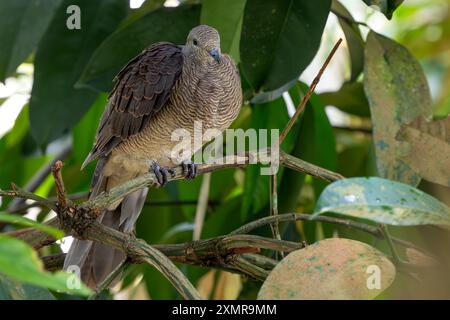 Barred Kuckuckstaube - Macropygia Unchall, wunderschöne farbige Taube, die in Wäldern und Wäldern in Süd- und Südostasien, Malaysia, beheimatet ist. Stockfoto