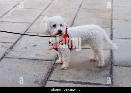Pudel mit rotem Gurtzeug während eines Spaziergangs durch die Stadt, Alcoy, Spanien Stockfoto