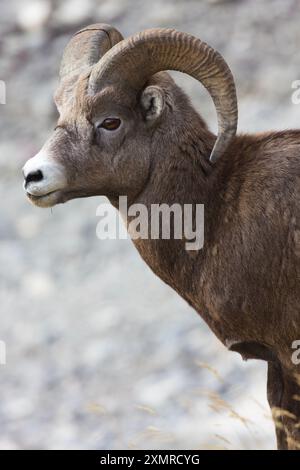 Männliche Bighornschafe mit ihren großen, geschwungenen Hörnern entlang der Maligne Road im Jasper National Park, Alberta, Kanada, im September 2015 Stockfoto