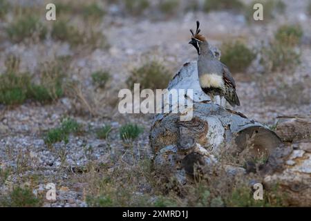 Männliche Gambel's Quail steht als Vogelbeobachter auf gefallenem Baumstamm im Trockenfeld in Tucson, Arizona, USA Stockfoto
