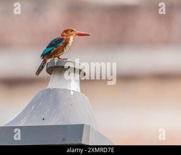 Ein eisvogel mit weißem Hals, der auf einer Umfrage ruht Stockfoto