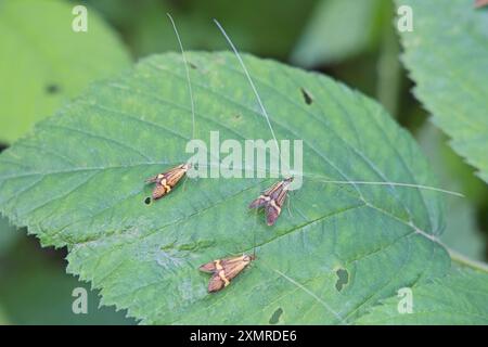 Gelbbbändige Longhorn-Motten oder gelbgeschnitztes Langhorn (Nemophora degeerella), drei auf einem Blatt, Cornwall, Vereinigtes Königreich. Stockfoto