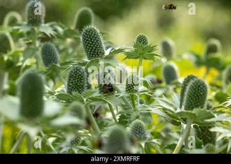 Detaillierte Nahaufnahme von Miss Willmotts Geist, Eryngium giganteum, blühende Pflanze im Garten Stockfoto