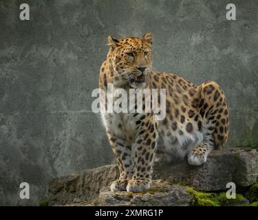 Adulter Amurleopard Panthera pardus orientalis. Auf der Oberfläche eines großen Felsens sitzen. Stockfoto