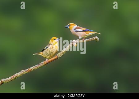 Nahaufnahme eines erwachsenen männlichen Hawfinks, Coccothraustes coccothraustes, mit juvenilen auf diagonal aufsteigendem Ast vor verschwommenem grünem Hintergrund Stockfoto