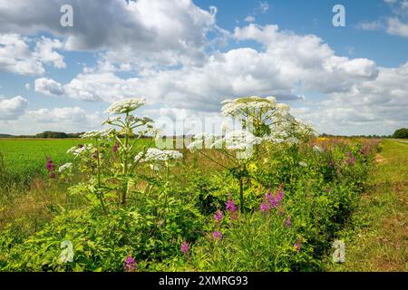 Landschaft Eexternveld in Drenthe mit blühendem Riesenhogweed, Heracleum mantegazzianum und Haarigen Feuerweed, Epilobium hirsutum, vor einem Hintergrund Stockfoto