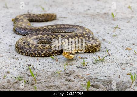 Nahaufnahme eines Adders, Vipera berus, in Angriffsposition auf einer leichten Sandoberfläche mit schwarzer Zunge, die aus dem Mund ragt und wunderschönes Geschrei Stockfoto