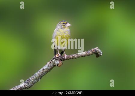 Porträt eines jungen Grünfinken, Chloris chloris, mit hoher Haltung und Blick nach unten auf einem toten Ast vor verschwommenem, weichem grünem Rücken Stockfoto