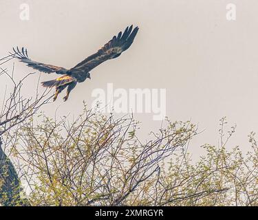 Ein Steppenadler im Flug mit Flügeln als V Stockfoto