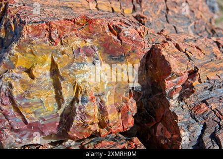 Nahaufnahme von bunten Mineralkristallen aus versteinertem Holz Stockfoto