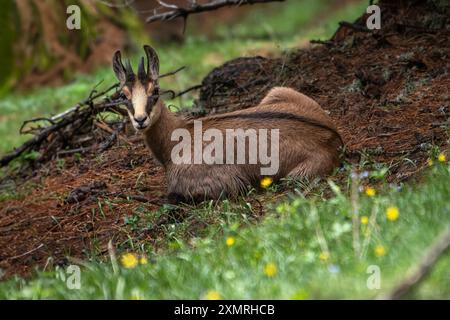 Nahaufnahme Porträt einer alpinen Gämse (Rupicapra rupicapra), die in einem dichten Nadelwald zwischen einigen gelben Blumen liegt, wilde Bergziege, Stockfoto