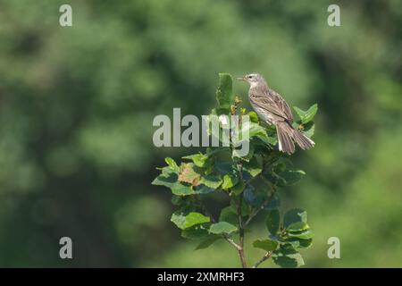 Wasserpipanne (Anthus spinoletta) mit gespreiztem Schwanz, die an einem Sommertag in den Alpen, Italien, auf Erlenzweig thront. Stockfoto