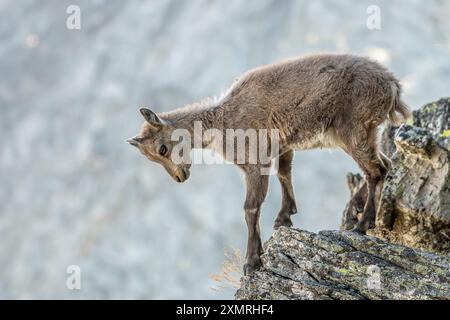 Junger Alpensteinbock (Capra Steinbock), der auf einem dünnen Felsvorsprung flussabwärts blickt, Steinbock-Jungtier in den ersten Lebenstagen auf 3000 Metern über dem Meeresspiegel. Italienisch Stockfoto