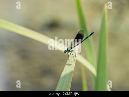 Eine männliche Banded Demoiselle (Calopteryx splendens). Zeigt seine hellblaue Färbung und dunkle Flügelflecken während er auf einem Schilf ruht. Suffolk, Großbritannien Stockfoto