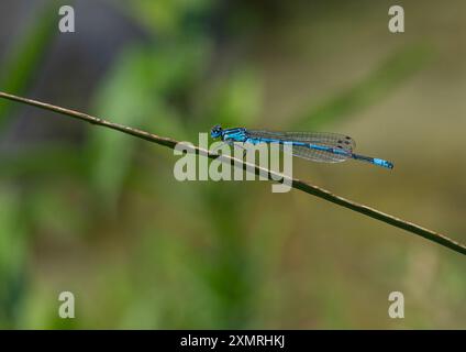 Ein männlicher Azure Damselfly (Coenagrion puella), der sich auf einer Teichpflanze niedergelassen hat, zeigt seinen wunderschönen blau-schwarz gestreiften, langen Körper. Suffolk. UK Stockfoto