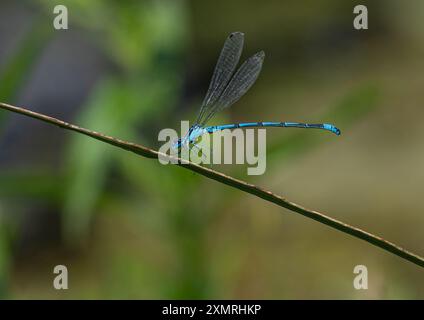 Ein männlicher Azure Damselfly (Coenagrion puella), der sich auf einer Teichpflanze niedergelassen hat, zeigt seinen wunderschönen blau-schwarz gestreiften, langen Körper. Suffolk. UK Stockfoto