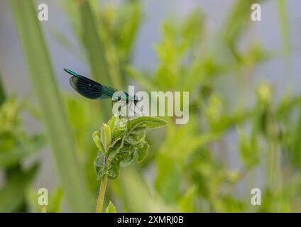 Eine männliche Banded Demoiselle (Calopteryx splendens). Er zeigt seine hellblaue Färbung und dunkle Flügelflecken, während er auf einer Pflanze am Wasser ruht. Suffolk, Großbritannien Stockfoto