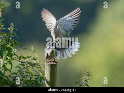 Er ist hinter dir! Ein Paar Kragentauben ( Streptopelia Decocto), die vom Stacheldrahtzaun eines Bauern fliegen. Essex, Großbritannien. Stockfoto