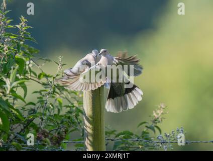 Er ist hinter dir! Ein Paar Kragentauben ( Streptopelia Decocto), die vom Stacheldrahtzaun eines Bauern fliegen. Essex, Großbritannien. Stockfoto