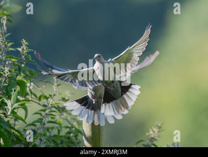 Er ist hinter dir! Ein Paar Kragentauben ( Streptopelia Decocto), die vom Stacheldrahtzaun eines Bauern fliegen. Essex, Großbritannien. Stockfoto