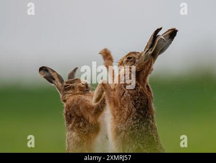 Boxhasen - Fisticuffs. Nahaufnahme eines männlichen und weiblichen Braunen Hasen (Lepus europaeus), die sich gegenseitig schlagen und körperlich werden. Suffolk UK Stockfoto