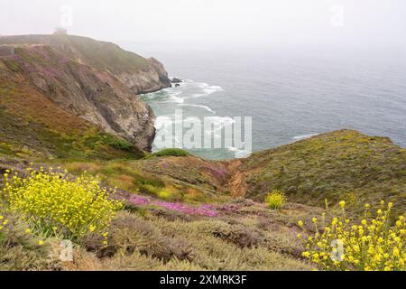 Devil's Slide Klippen mit bunten Wildblumen, gelegen an der Küste im San Mateo County, Kalifornien, zwischen Pacifica und Montara. Stockfoto