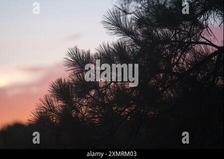 Long Blattkiefer (Pinus palustris) Wald bei Sonnenuntergang, North Carolina, Vereinigte Staaten Stockfoto