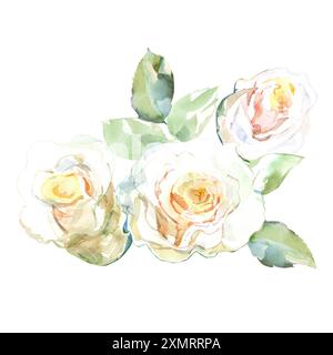 Weiße Rosen mit grünen Blättern in Sammlungen von Gartenblumen. Aquarellillustration für Blumendesign der Hochzeit von Sträußen, Kränzen, Arrangements Stockfoto