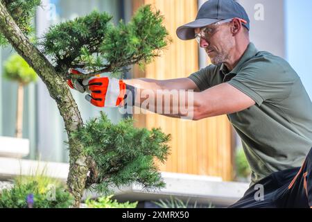 Ein Gärtner schneidet einen Bonsai-Baum mit Präzisionswerkzeugen sorgfältig ab und zeigt dabei Geschick und Liebe zum Detail. Die moderne Landschaft bietet einen stilvollen bac Stockfoto