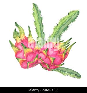 Pinkfarbenes Pitahaya-Clipart mit zwei ganzen Früchten mit grünen Kaktusblättern. Pitaya Arrangement ideal für kulinarische Illustrationen, Lebensmittelverpackungen und Projekte mit botanischen Themen Stockfoto