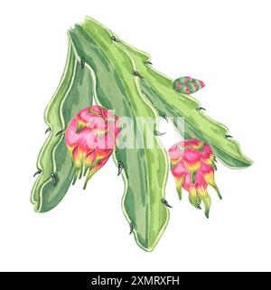 Pitahaya-Aquarellclipart mit zwei rosa Drachenfrüchten, die auf grünen saftigen Blättern wachsen, sowie kleinen Kaktusknospen. Ideal für Lebensmitteldesigns, digitale Kunst und botanische Illustrationen Stockfoto