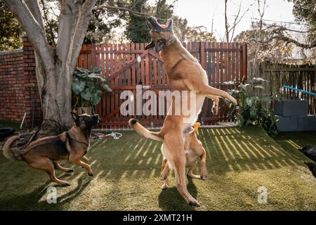 Die zwei belgischen Malinois Hunde spielen an einem sonnigen Tag tatkräftig in einem umzäunten Hinterhof Stockfoto