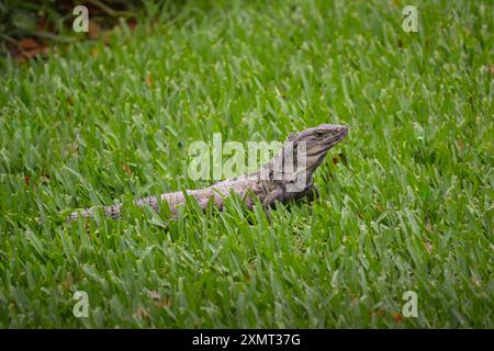 Tropischer Leguan, der im Gras auf einer tropischen Insel spaziert Stockfoto