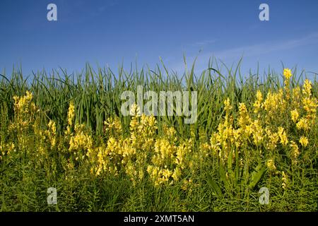 Feld mit Zwiebeln, mit gemeiner toadflax blüht im Vordergrund, am Rand des Feldes, unter blauem Himmel Stockfoto