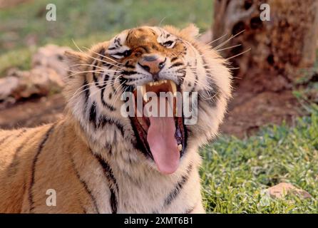 Der Tiger (Panthera tigris) ist ein Mitglied der Gattung Panthera und die größte lebende Katzenart in Asien. Stockfoto