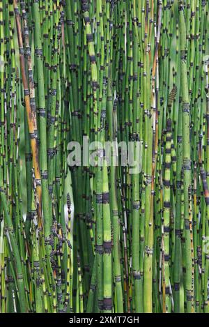 Schachtelhalm, Equisetum japonicum, Marsh Pflanze Stockfoto