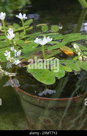 Cape Pondweed, Wasser-Weißdorn, Aponogeton distachyus Stockfoto