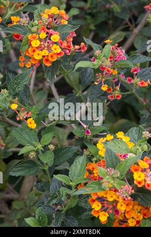 Lantana Heads, Lantana Camara, kleine Blumenhaufen Stockfoto