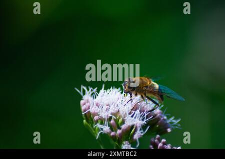 Verschiedene Insekten, Bienen, Schmetterlinge, Libelle Stockfoto