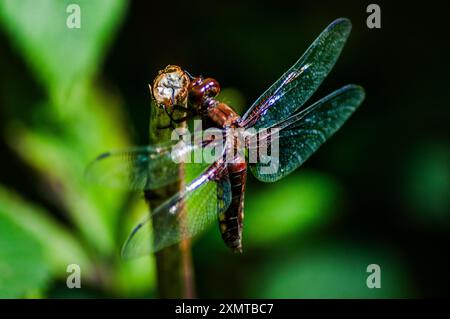 Verschiedene Insekten, Bienen, Schmetterlinge, Libelle Stockfoto